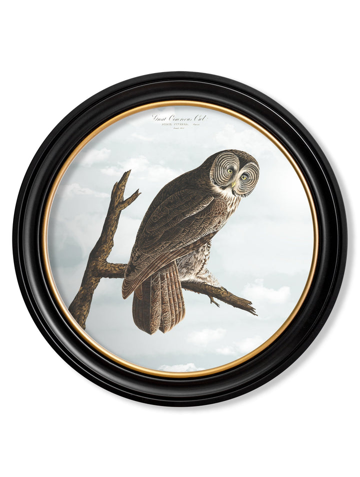 Owls by John James Audubon – Oxford Round Framed Print