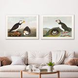 Puffins by John James Audubon – Ivory Framed Print