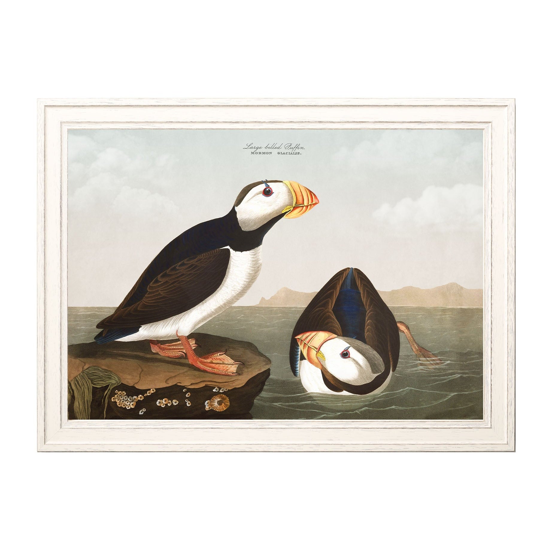 Puffins by John James Audubon – Ivory Framed Print