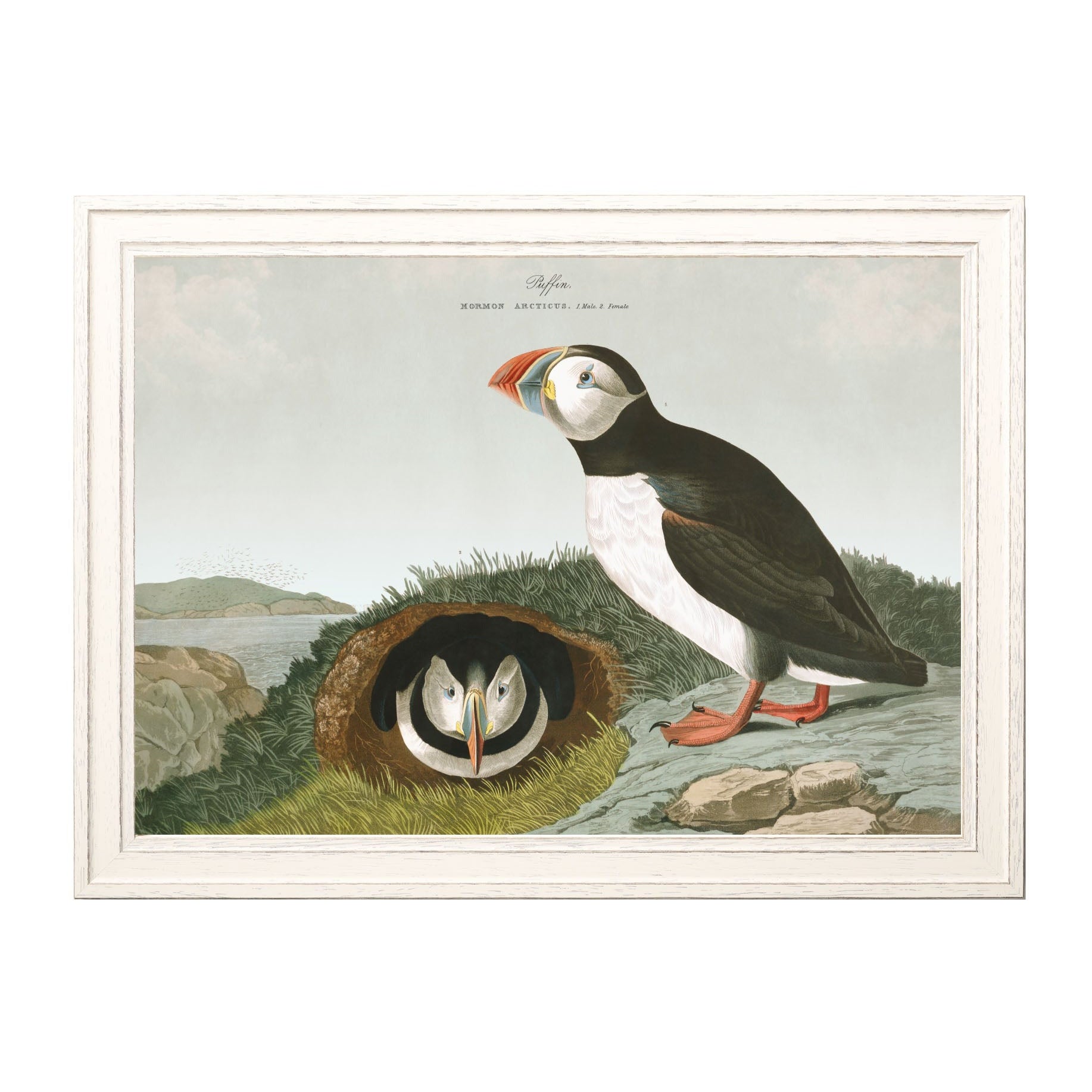 Puffins by John James Audubon – Ivory Framed Print
