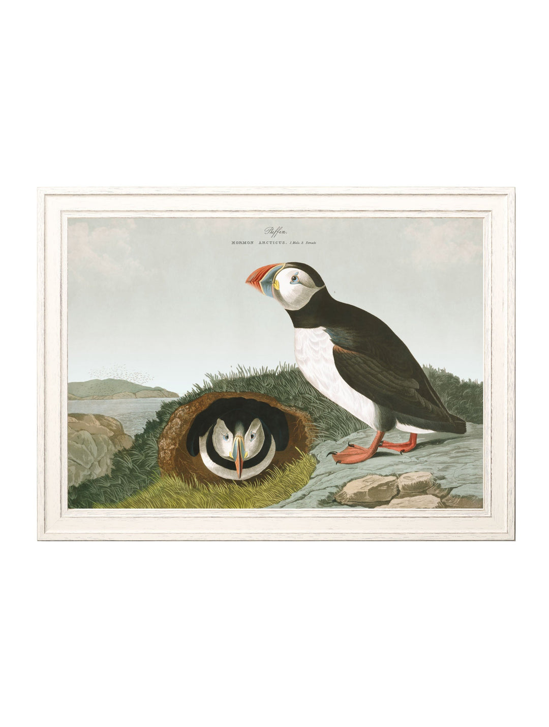 Puffins by John James Audubon – Ivory Framed Print