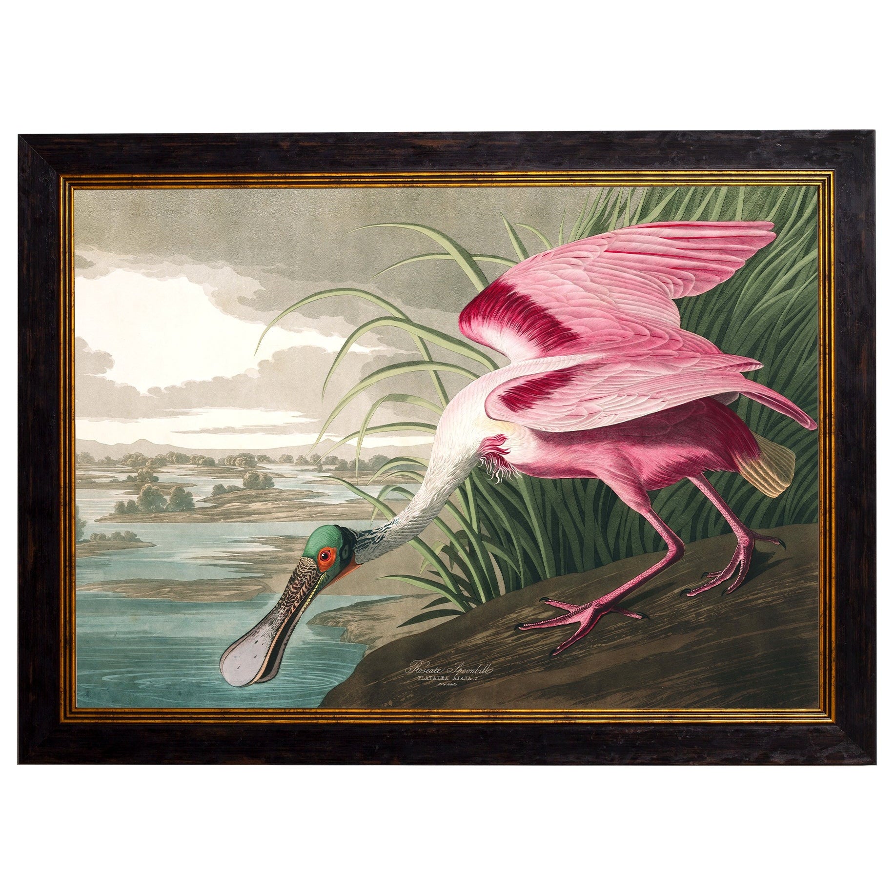 c.1838 Audubon's Birds of America