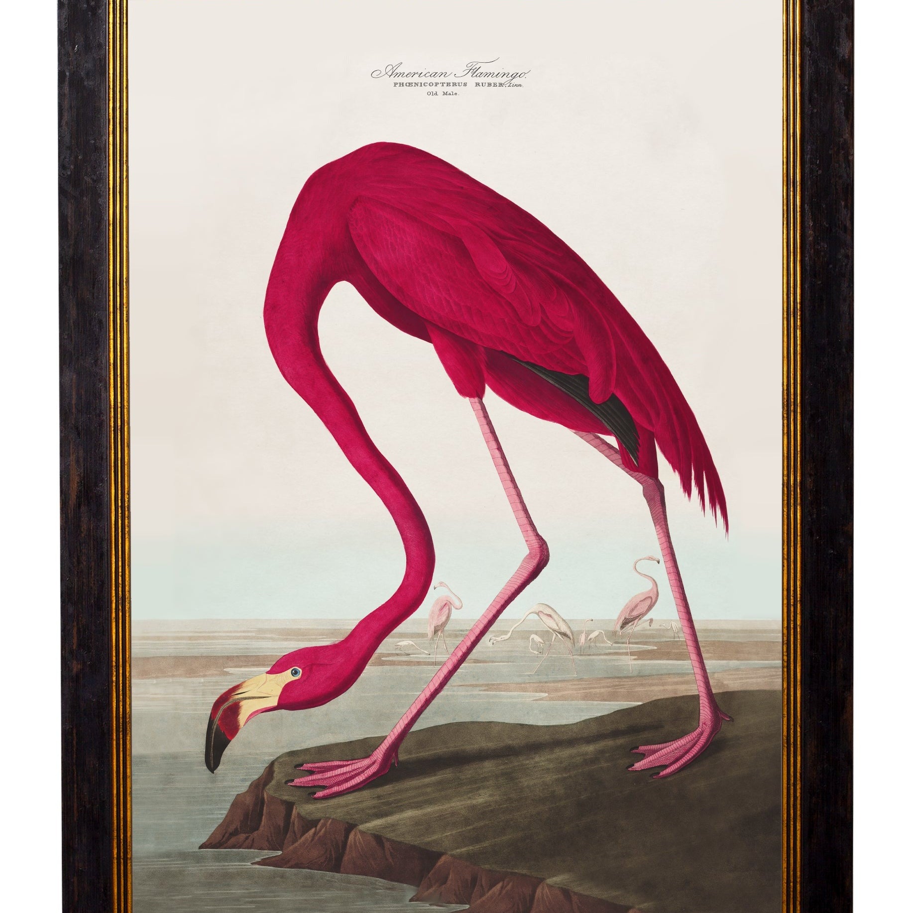 c.1838 Audubon's Birds of America