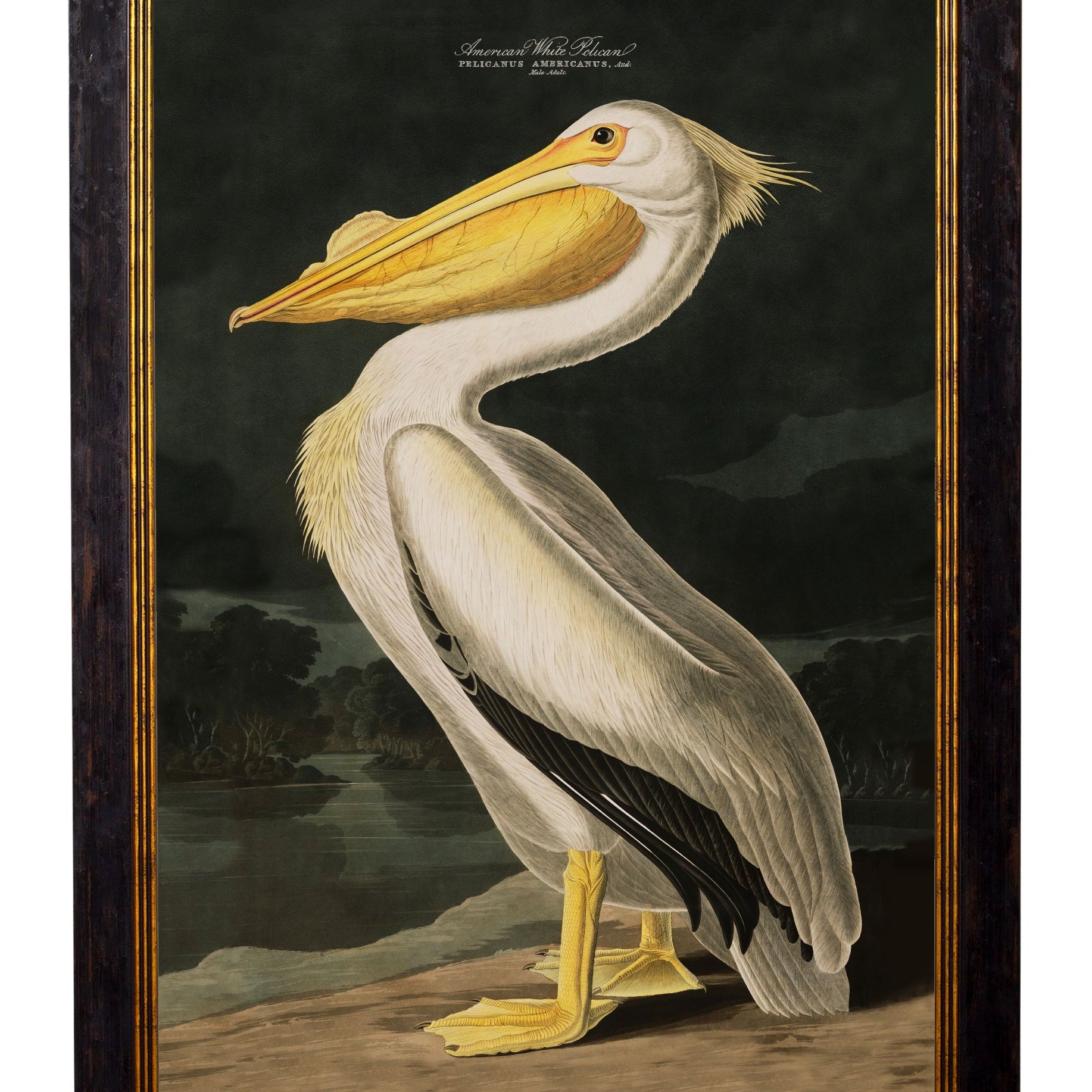 c.1838 Audubon's Birds of America