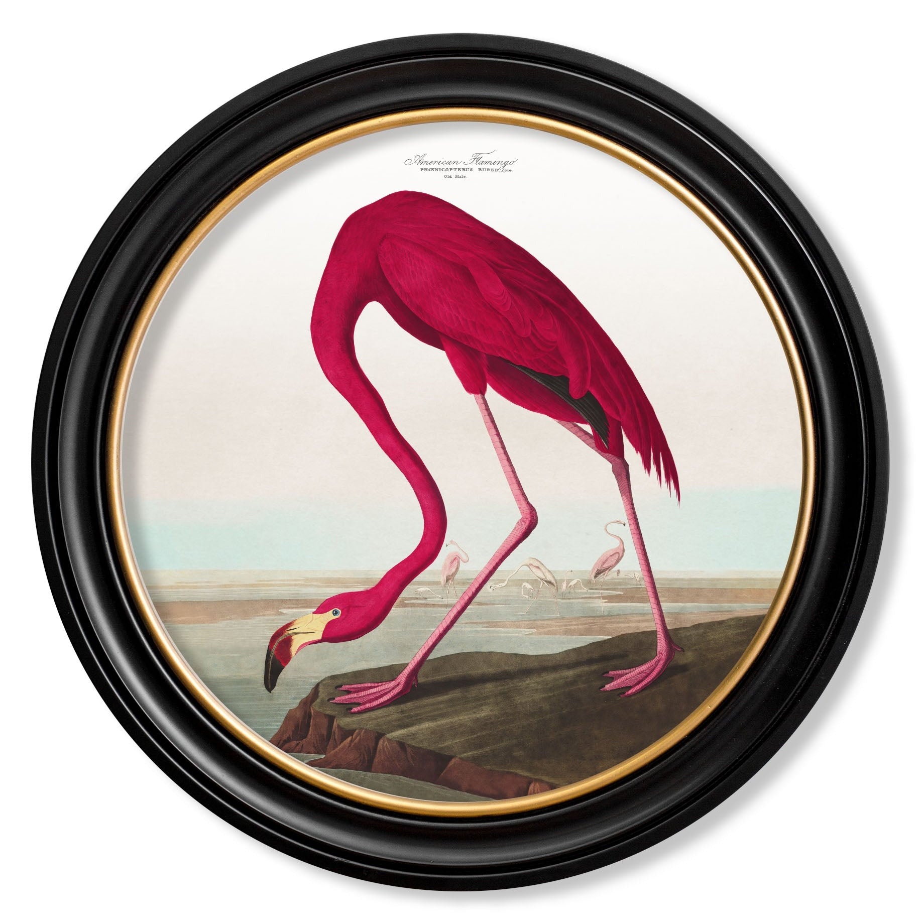c.1838 Audubon's Birds of America in Round Frames
