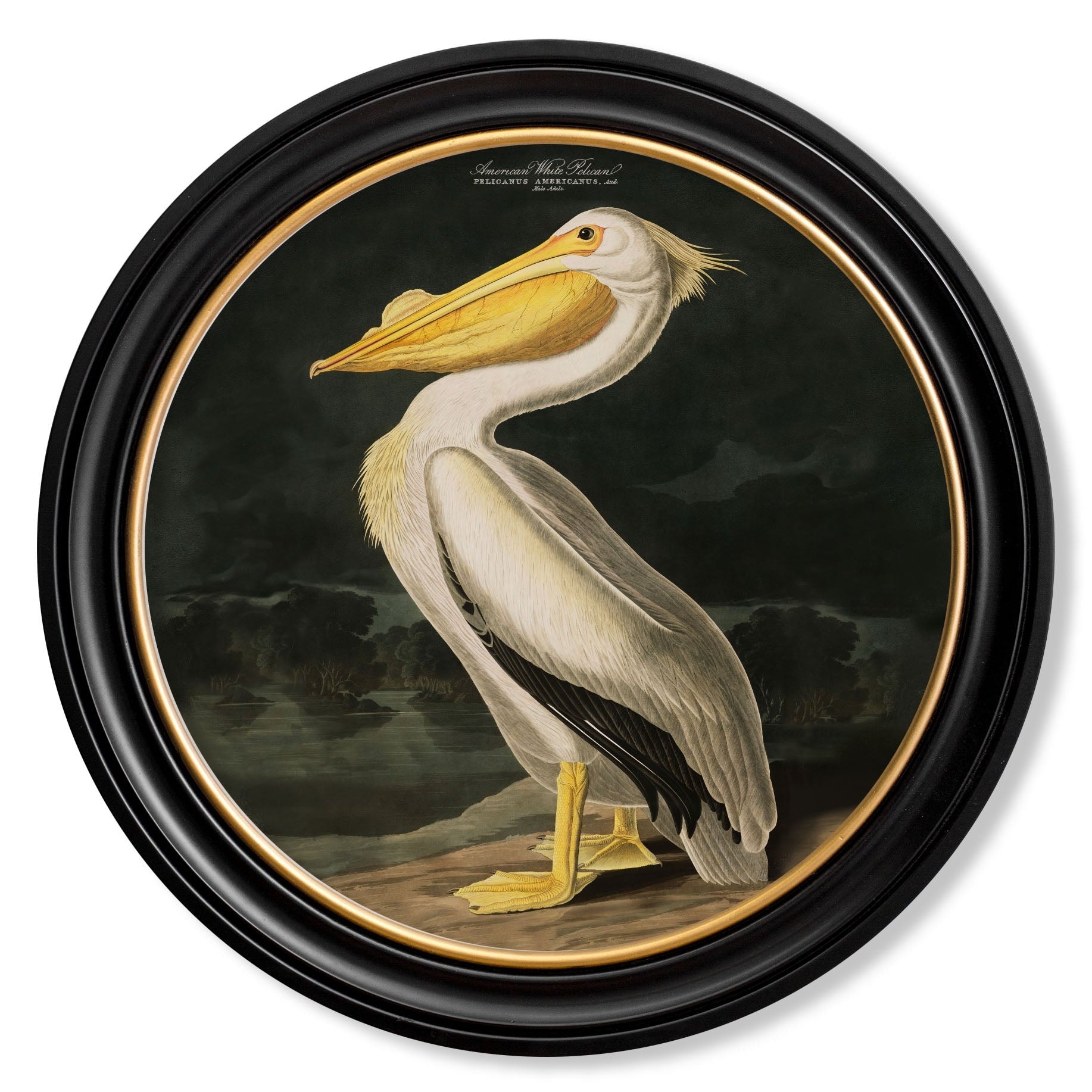 c.1838 Audubon's Birds of America in Round Frames