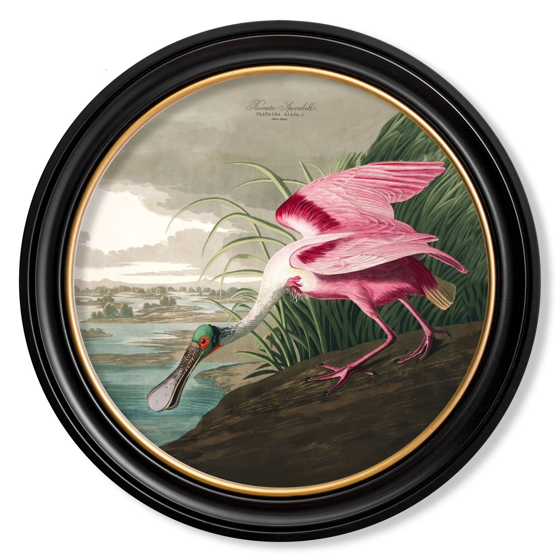 c.1838 Audubon's Birds of America in Round Frames