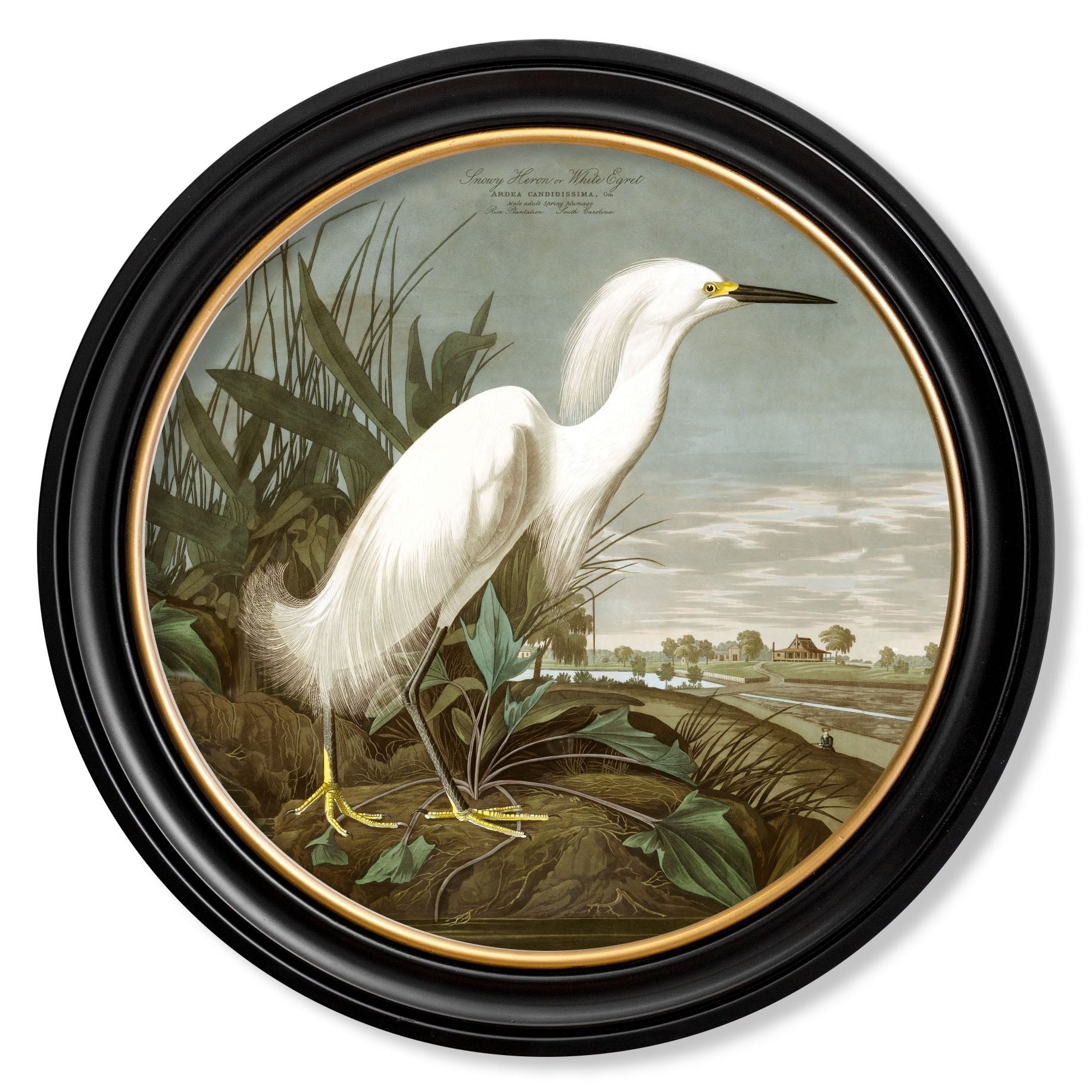 c.1838 Audubon's Herons in Round Frames
