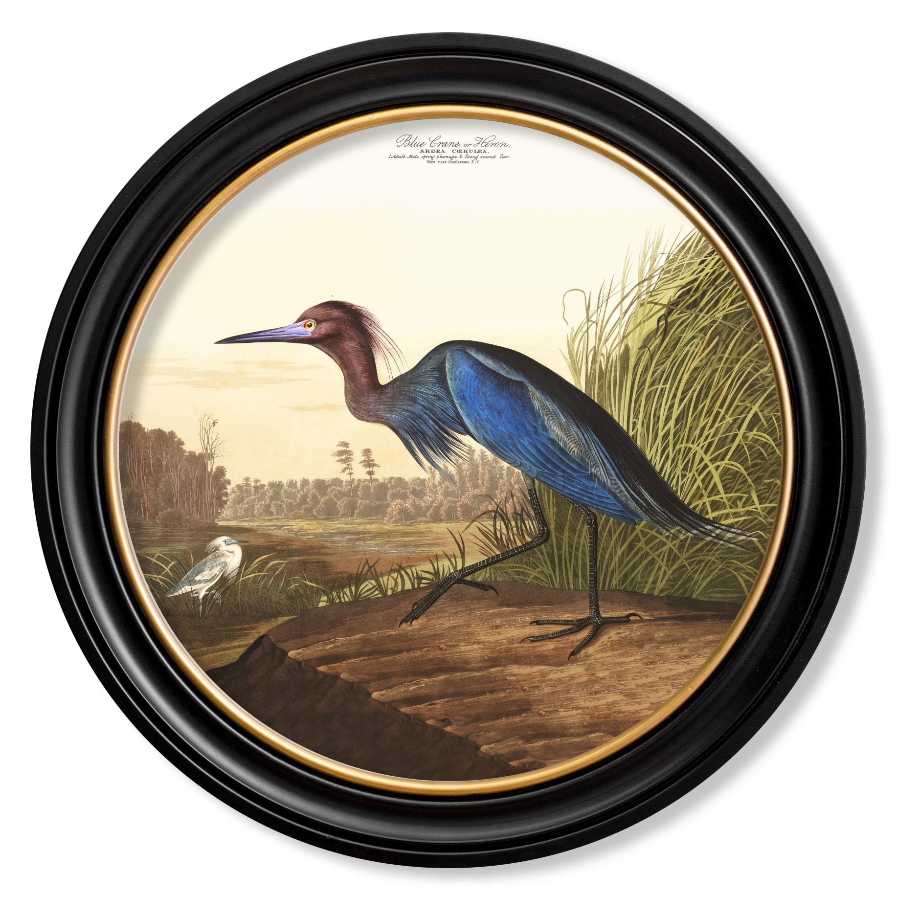 c.1838 Audubon's Herons in Round Frames