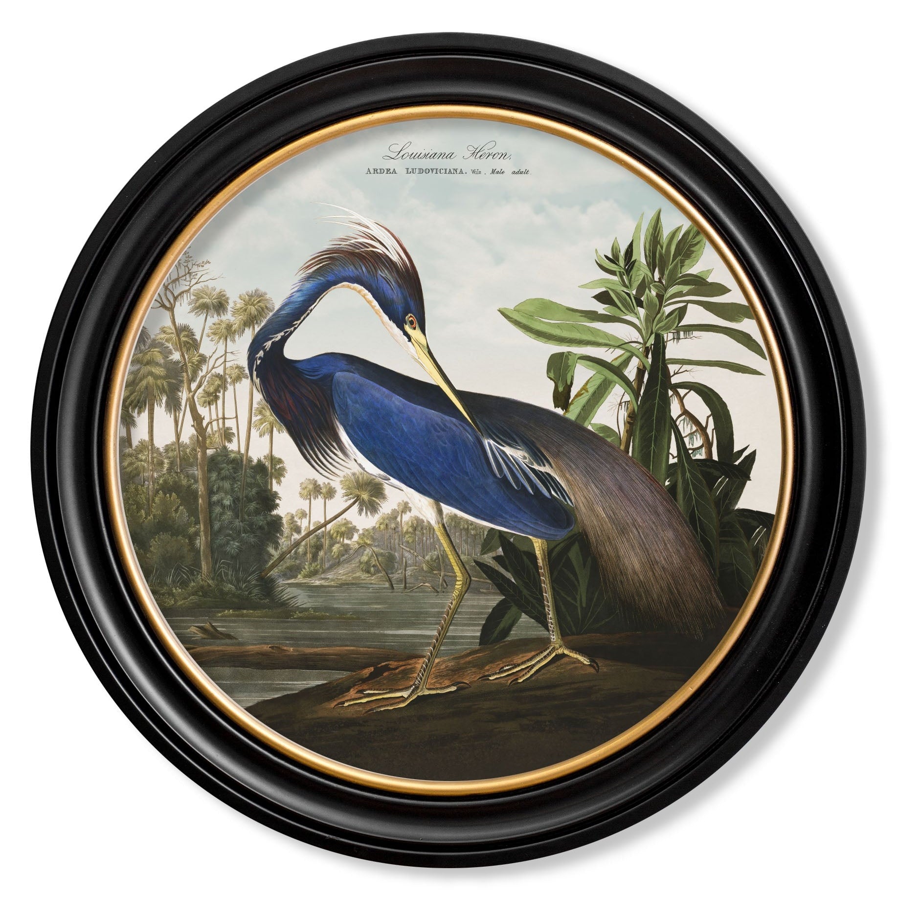 c.1838 Audubon's Herons in Round Frames