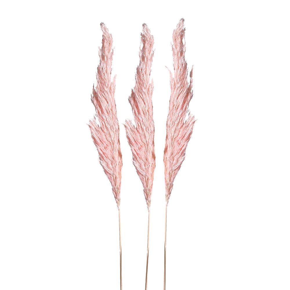 Small Pink Pampas Spray – Pack of 3