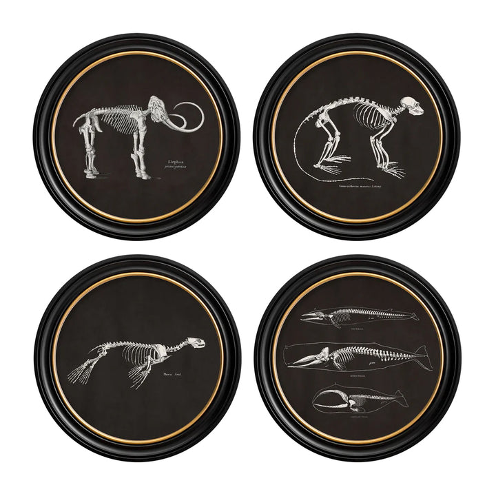 Anatomical Animal Skeletons with Black Background – Oxford Round Framed Print