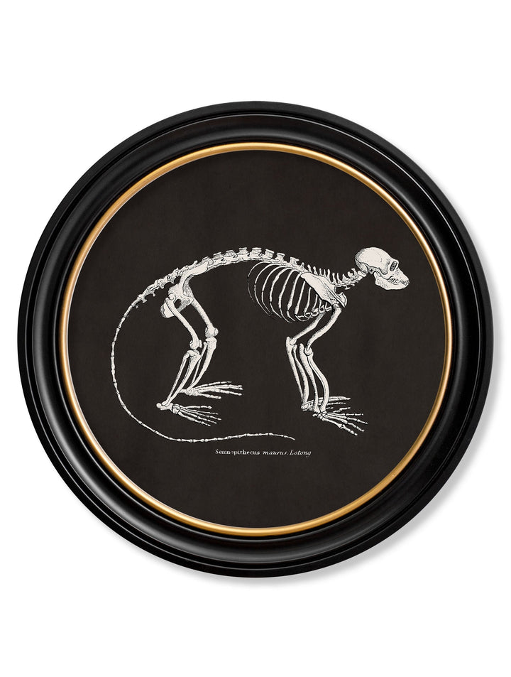 Anatomical Animal Skeletons with Black Background – Oxford Round Framed Print
