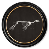 Anatomical Animal Skeletons with Black Background – Oxford Round Framed Print