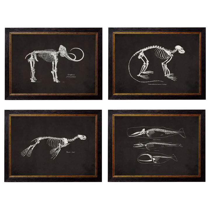 Anatomical Animal Skeletons with Black Background – Oxford Slim Framed Print