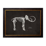 Anatomical Animal Skeletons with Black Background – Oxford Slim Framed Print