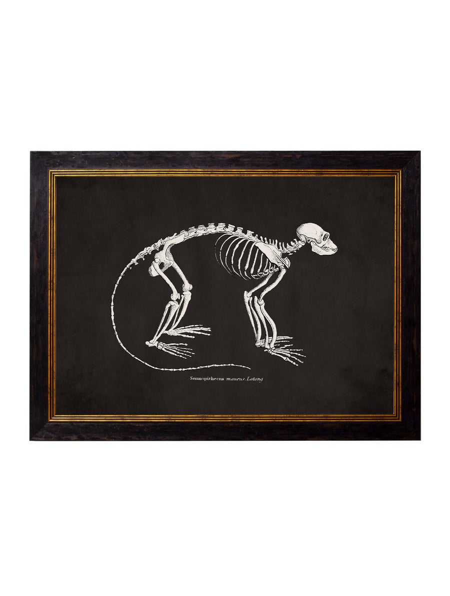 Anatomical Animal Skeletons with Black Background – Oxford Slim Framed Print