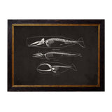Anatomical Animal Skeletons with Black Background – Oxford Slim Framed Print