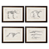 Anatomical Animal Skeletons with White Background – Oxford Slim Framed Print