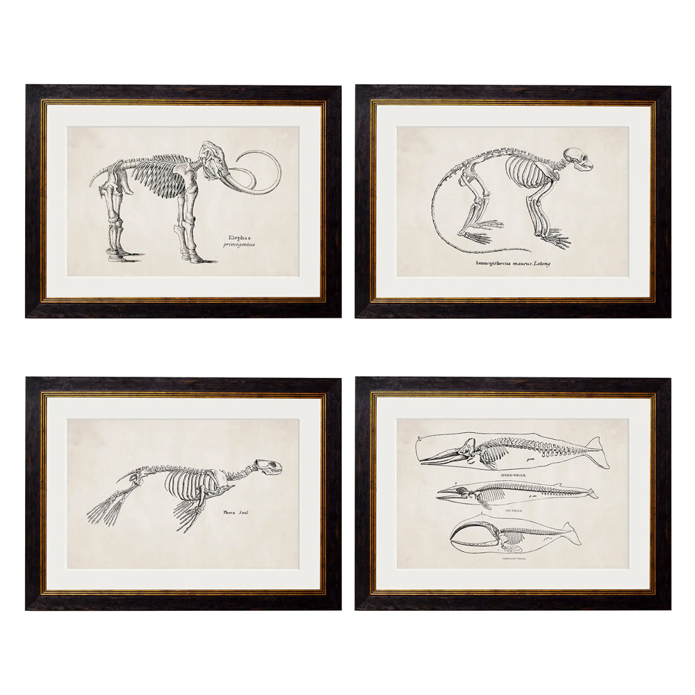 Anatomical Animal Skeletons with White Background – Oxford Slim Framed Print