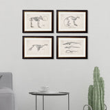 Anatomical Animal Skeletons with White Background – Oxford Slim Framed Print
