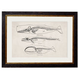 Anatomical Animal Skeletons with White Background – Oxford Slim Framed Print