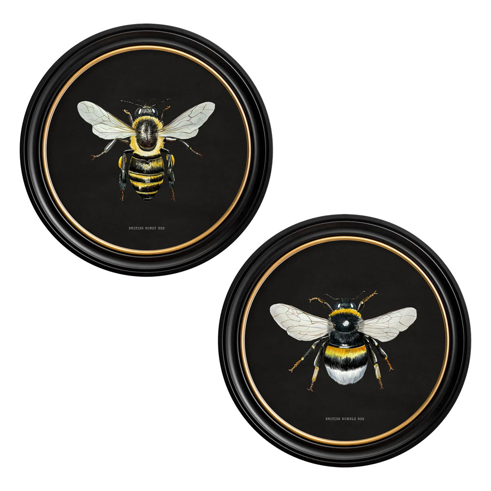 British Bees with Black Background – Oxford Round Framed Print