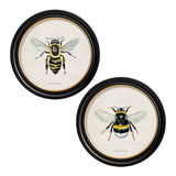 British Bees with White Background – Oxford Round Framed Print