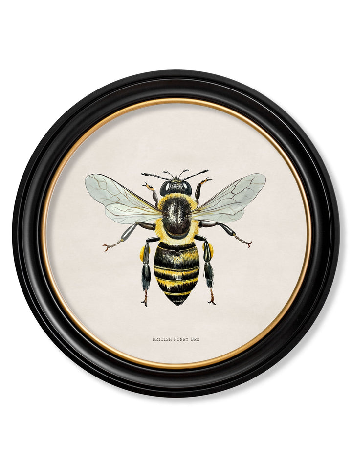 British Bees with White Background – Oxford Round Framed Print