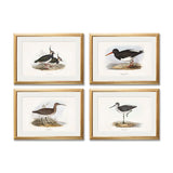 British Coastal Birds – Gold Slim Framed Print