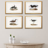 British Coastal Birds – Gold Slim Framed Print