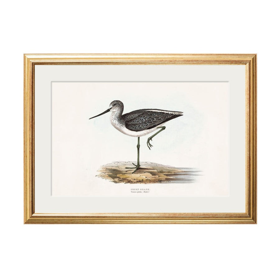 British Coastal Birds – Gold Slim Framed Print