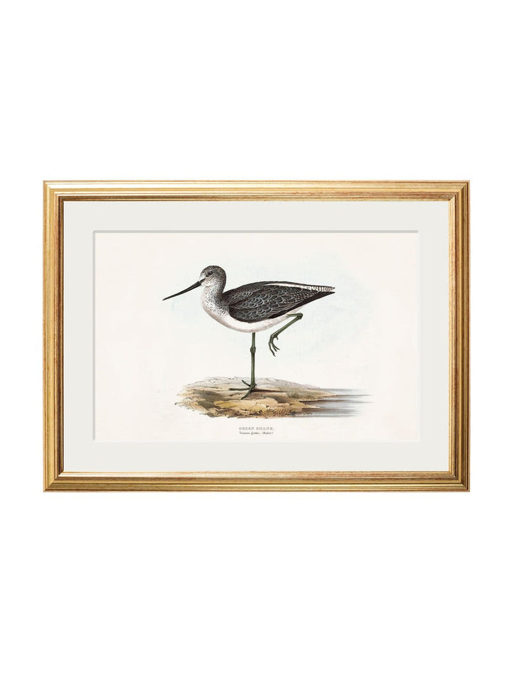 British Coastal Birds – Gold Slim Framed Print
