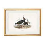 British Coastal Birds – Gold Slim Framed Print