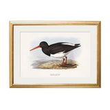 British Coastal Birds – Gold Slim Framed Print