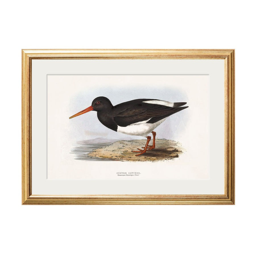 British Coastal Birds – Gold Slim Framed Print