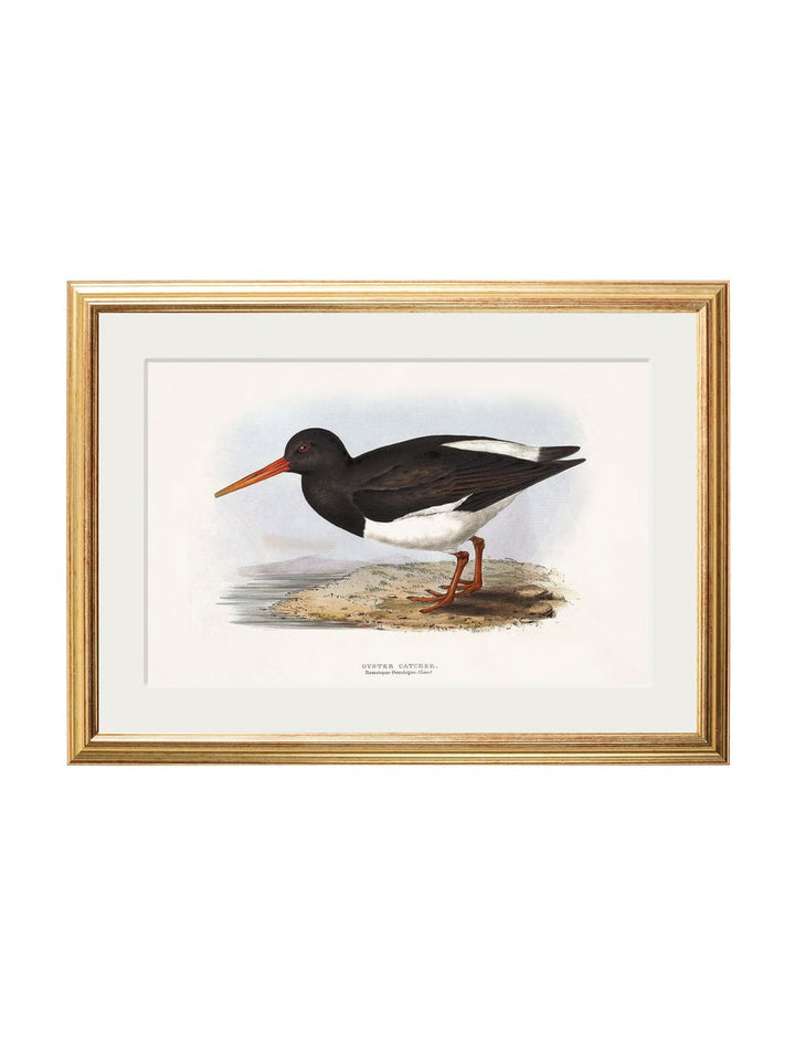 British Coastal Birds – Gold Slim Framed Print