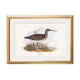 British Coastal Birds – Gold Slim Framed Print