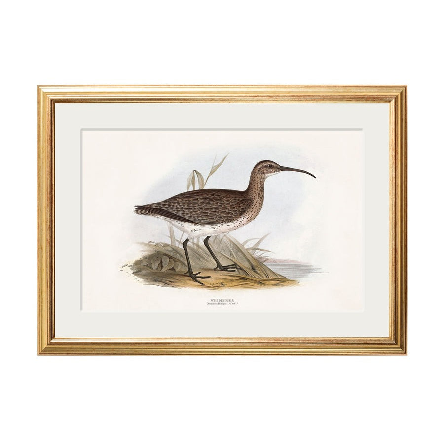 British Coastal Birds – Gold Slim Framed Print