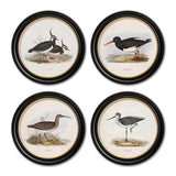 British Coastal Birds – Oxford Round Framed Print