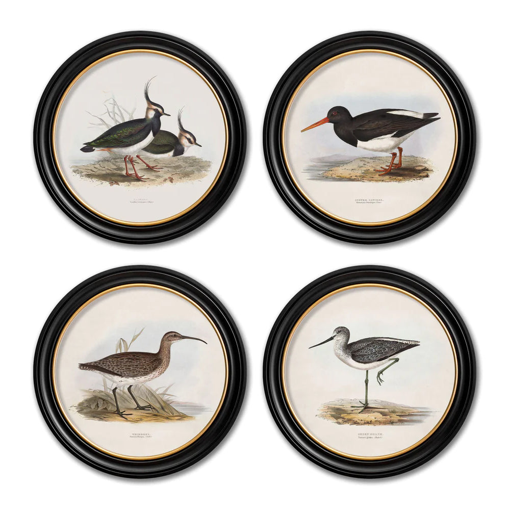 British Coastal Birds – Oxford Round Framed Print