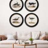 British Coastal Birds – Oxford Round Framed Print