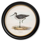British Coastal Birds – Oxford Round Framed Print