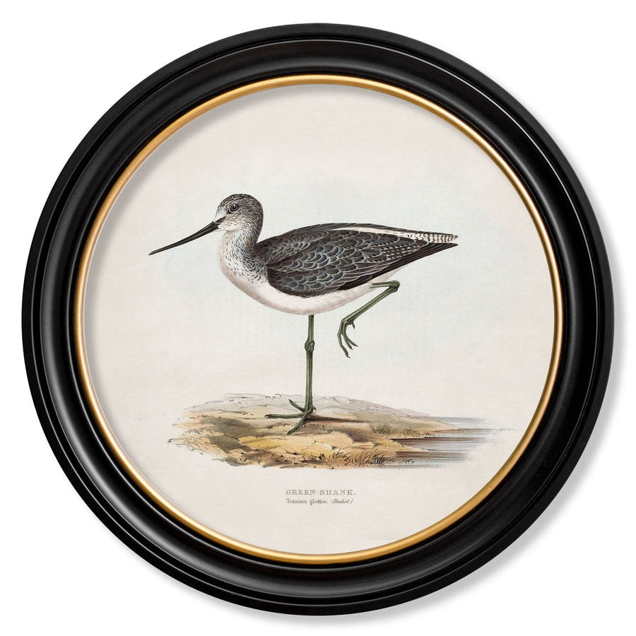 British Coastal Birds – Oxford Round Framed Print
