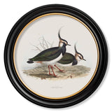 British Coastal Birds – Oxford Round Framed Print