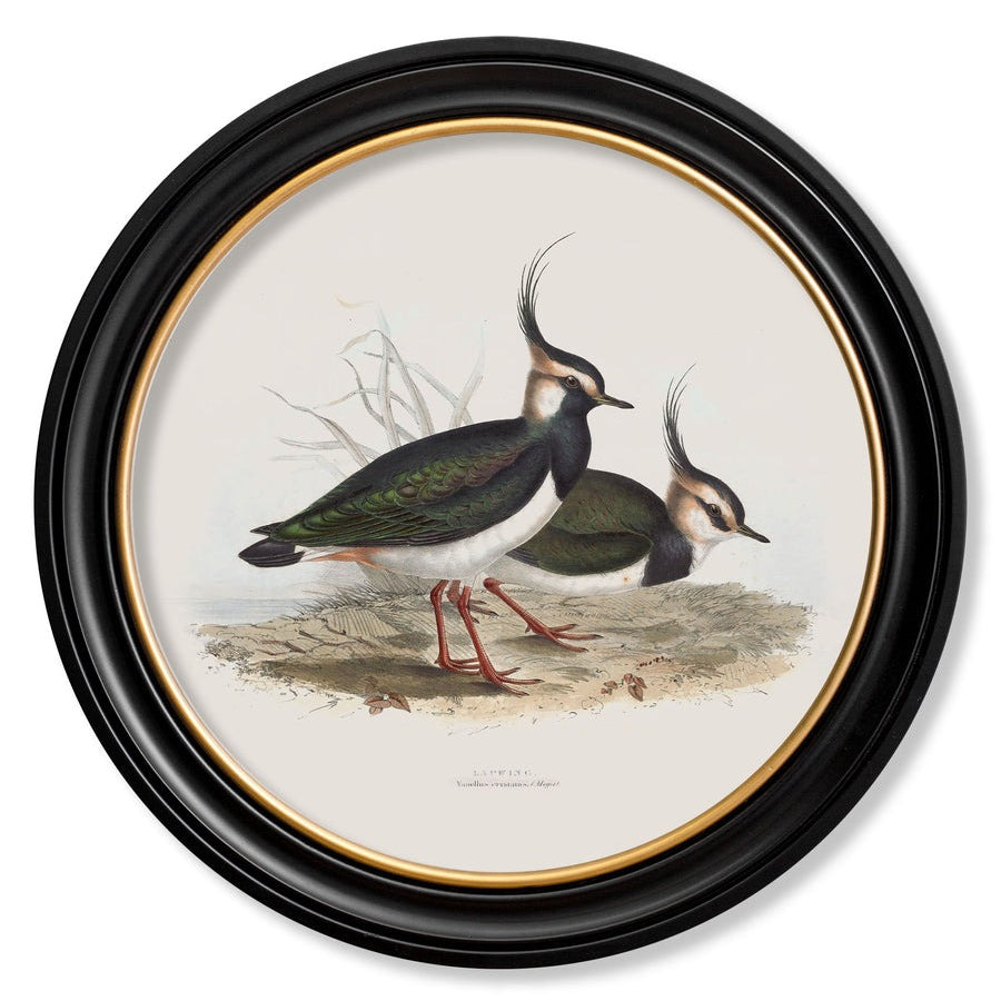 British Coastal Birds – Oxford Round Framed Print