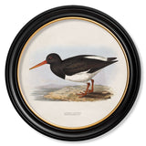 British Coastal Birds – Oxford Round Framed Print