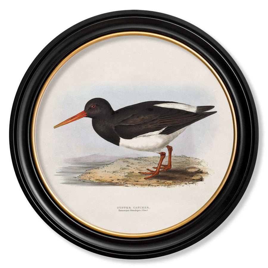 British Coastal Birds – Oxford Round Framed Print
