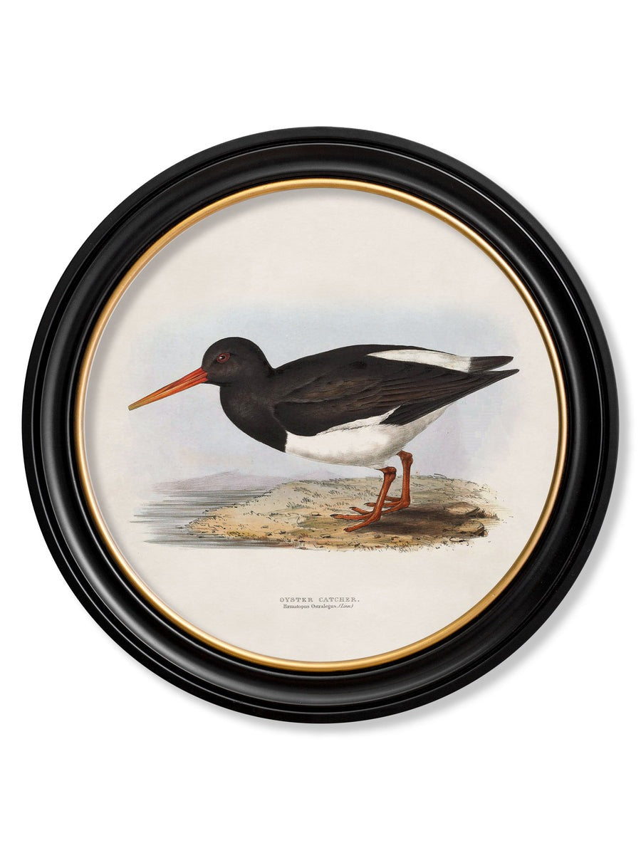 British Coastal Birds – Oxford Round Framed Print