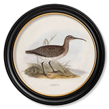 British Coastal Birds – Oxford Round Framed Print